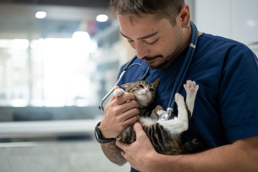 Bild Tierarzt streicht behutsam kleine Katze