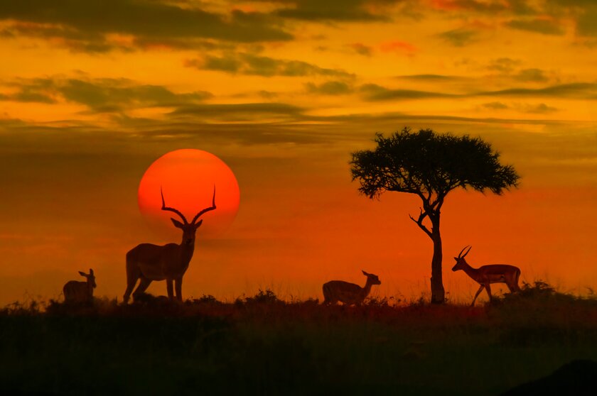 Coworking Safari Coworking Safari