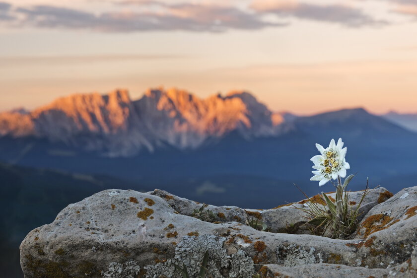 Edelweiss Pflanze auf einem Berggipfel vor alpinem Hintergrund.