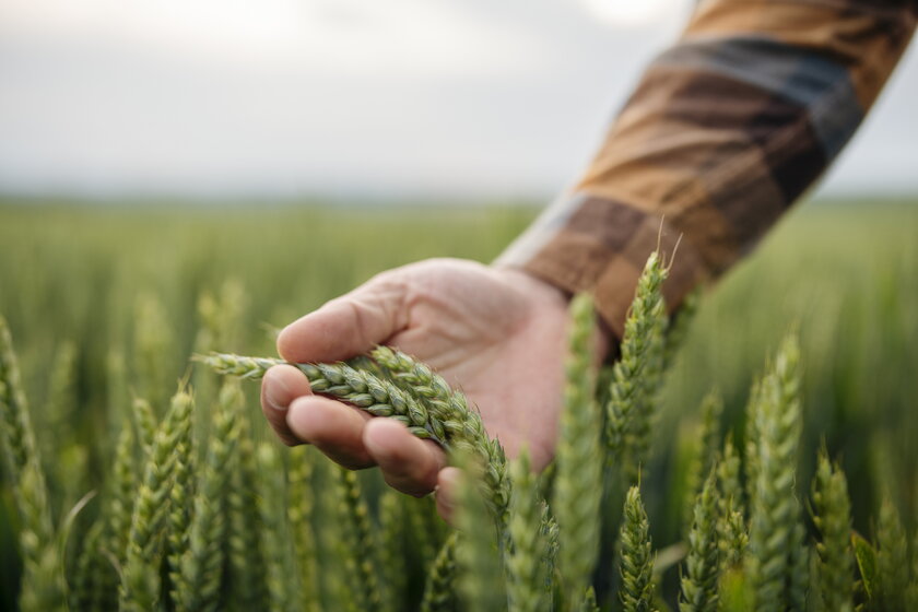 Nahaufnahme eines Landwirts auf seinem Weizenfeld stehend mit Aehren in der Hand.