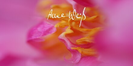 Bild Anne Weiss Logo Anne Weiss Logo